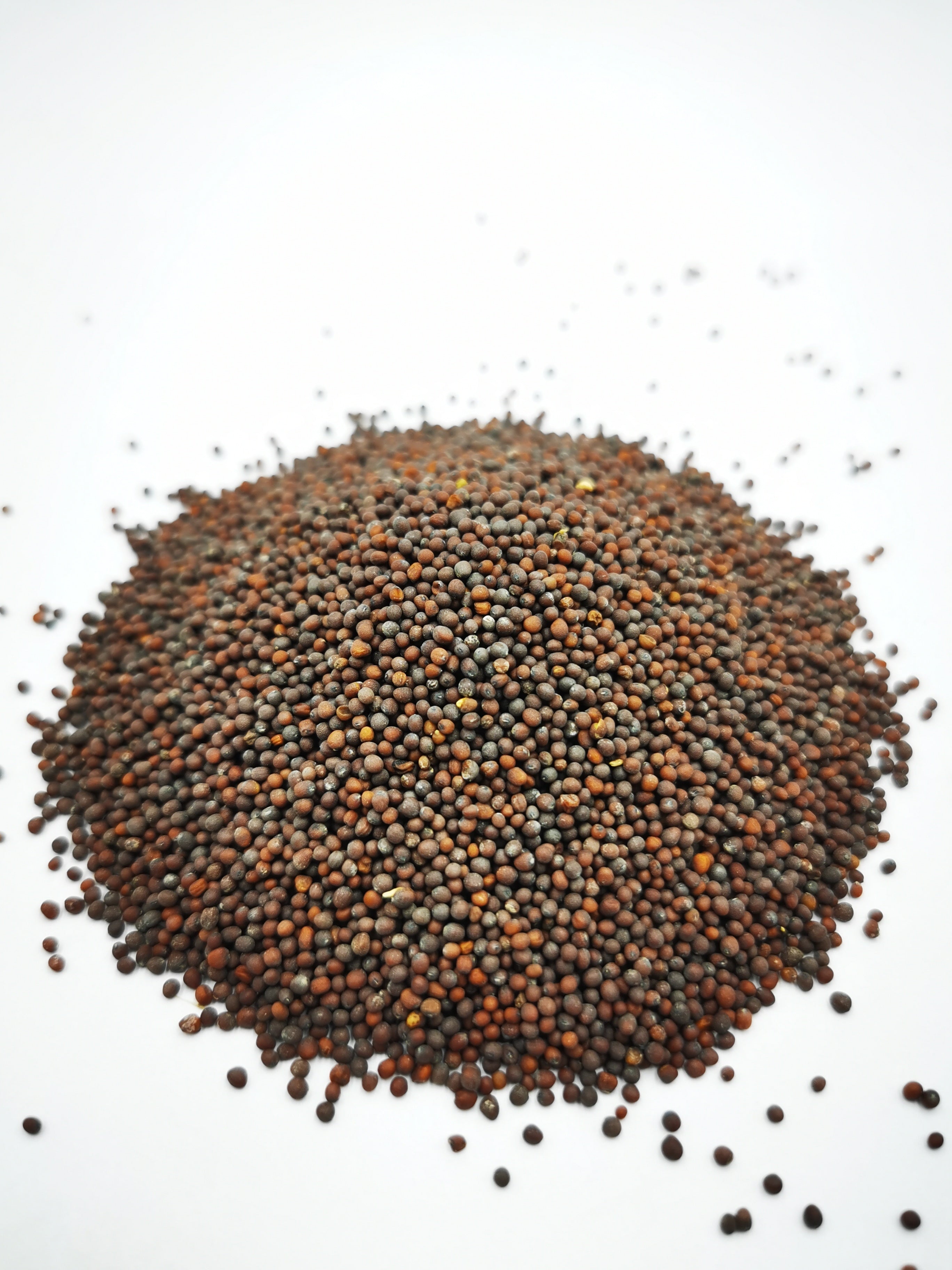 Mustard seed brown